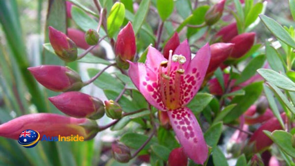 Australia Native Plants: Growing, Choosing, & Understanding 