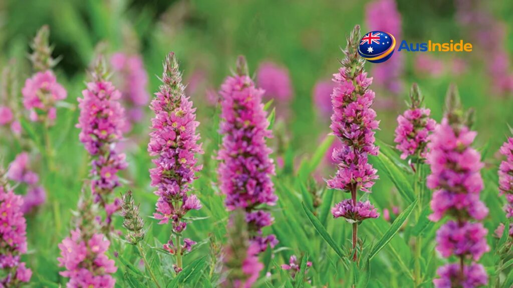 Australia Native Plants: Growing, Choosing, & Understanding 