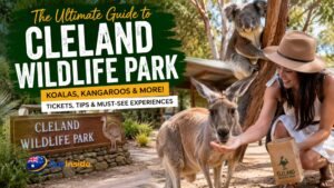 Visitor hand-feeding a kangaroo at Cleland Wildlife Park with a koala in the background, showcasing Australia's iconic wildlife in the Adelaide Hills.