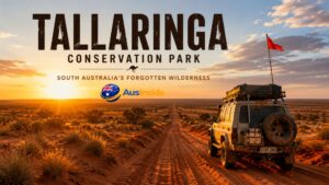 4WD vehicle driving along the Anne Beadell Highway at sunset in Tallaringa Conservation Park, surrounded by red desert dunes and remote Australian outback landscapes.