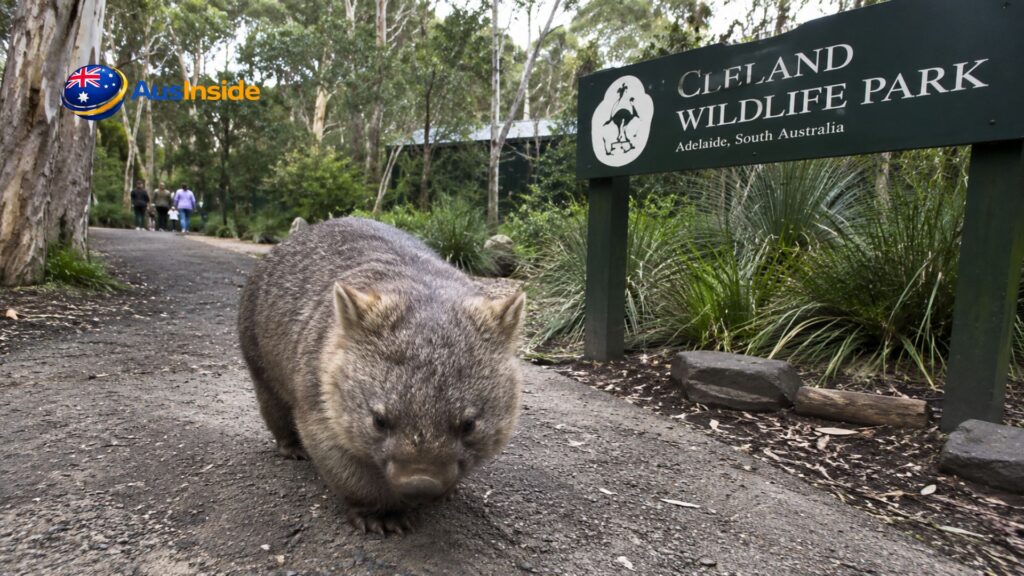 A wombat walking along a bush trail at Cleland Wildlife Park in the Adelaide Hills, surrounded by native eucalyptus trees and natural Australian bushland.