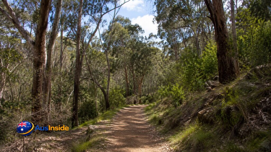 Walking trail through Belair National Park surrounded by tall eucalyptus trees and native bushland on a bright sunny day in South Australia.